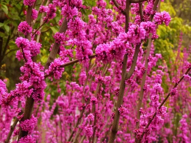 落叶红是什么_红叶李是常绿还是落叶_落叶红什么意思