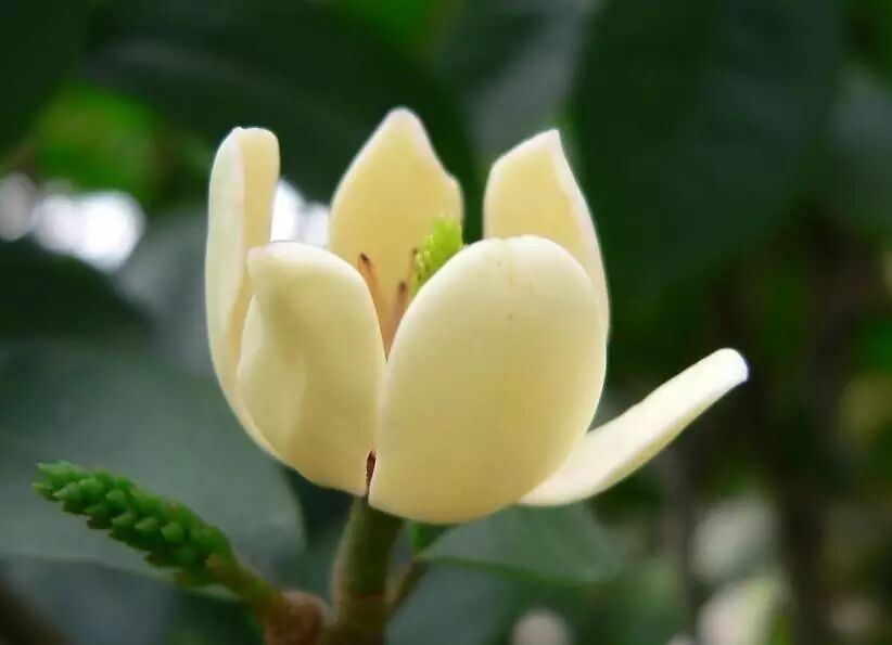 落叶红是什么_落叶红什么意思_红叶李是常绿还是落叶