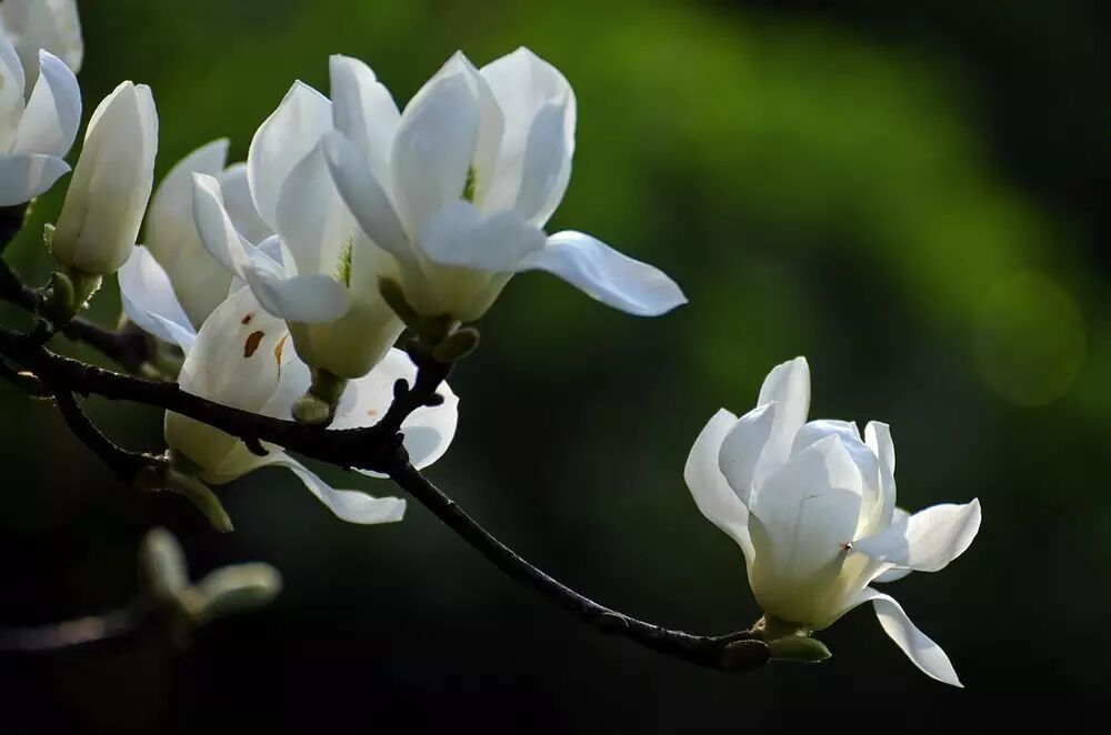 落叶红是什么_落叶红什么意思_红叶李是常绿还是落叶