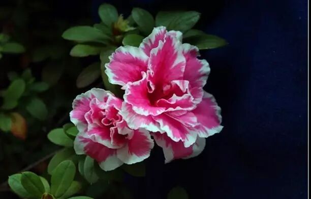 落叶红是什么_落叶红什么意思_红叶李是常绿还是落叶