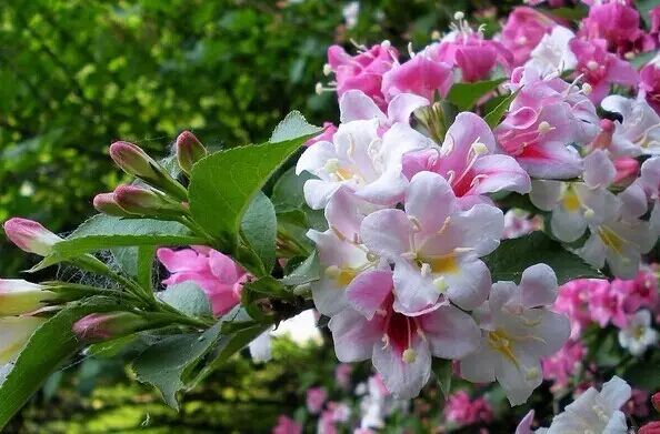 落叶红是什么_落叶红什么意思_红叶李是常绿还是落叶