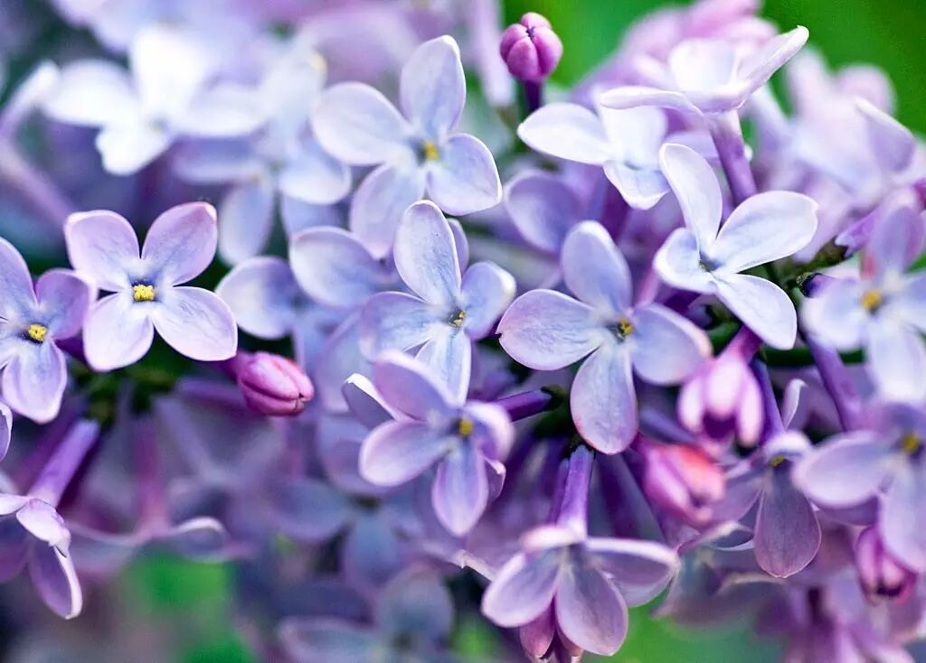 落叶红什么意思_红叶李是常绿还是落叶_落叶红是什么