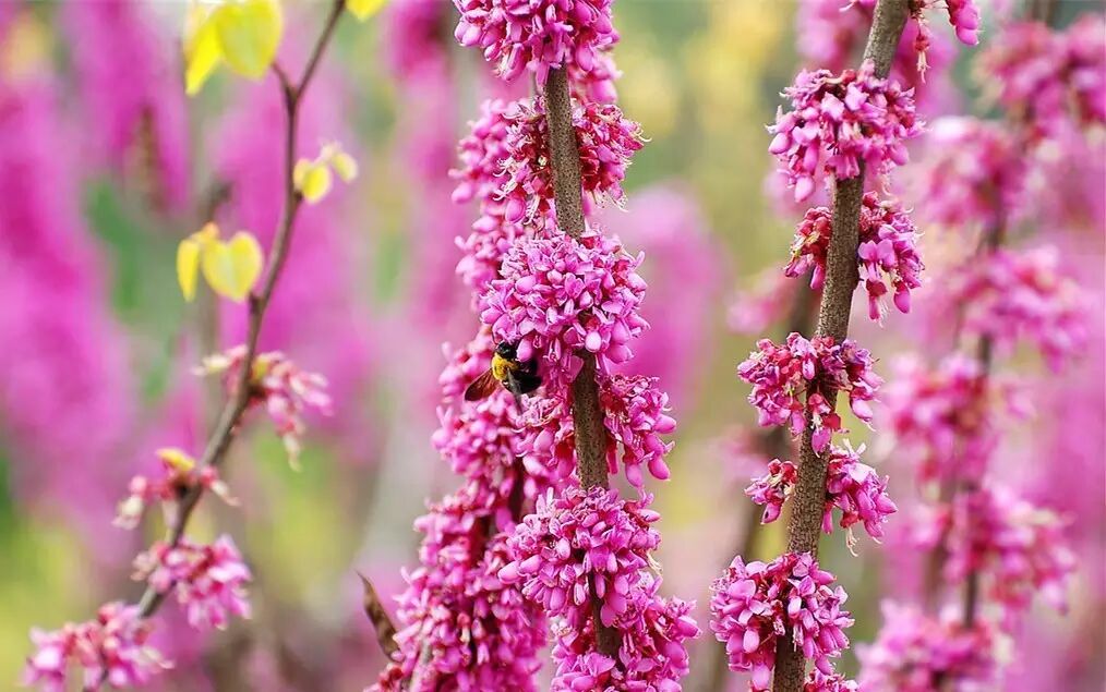 落叶红什么意思_红叶李是常绿还是落叶_落叶红是什么