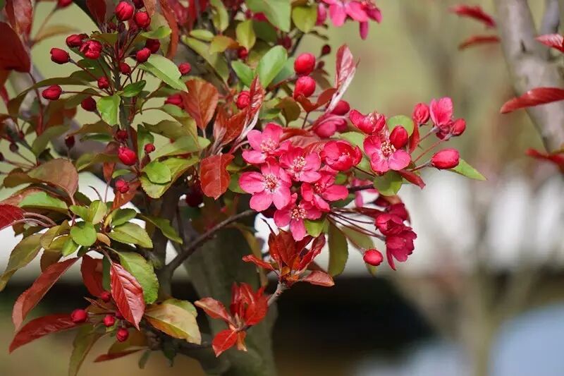 红叶李是常绿还是落叶_落叶红什么意思_落叶红是什么