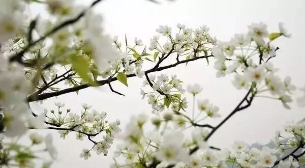 落叶红什么意思_红叶李是常绿还是落叶_落叶红是什么