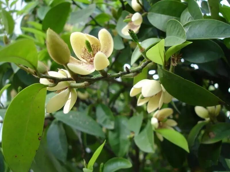 落叶红什么意思_落叶红是什么_红叶李是常绿还是落叶