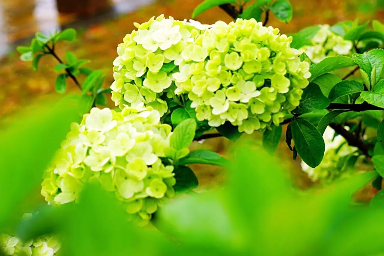 红叶李是常绿还是落叶_落叶红是什么_落叶红什么意思