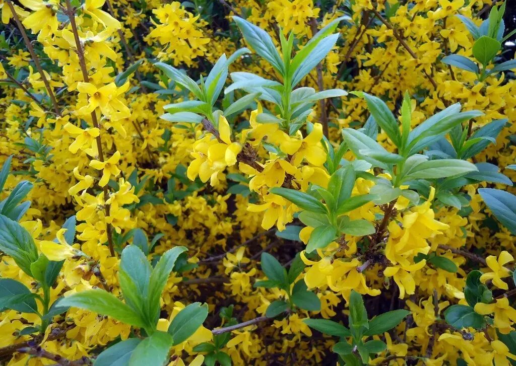 红叶李是常绿还是落叶_落叶红什么意思_落叶红是什么