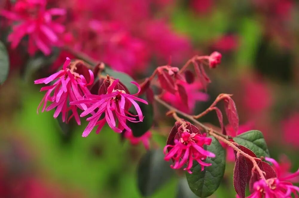 落叶红是什么_落叶红什么意思_红叶李是常绿还是落叶