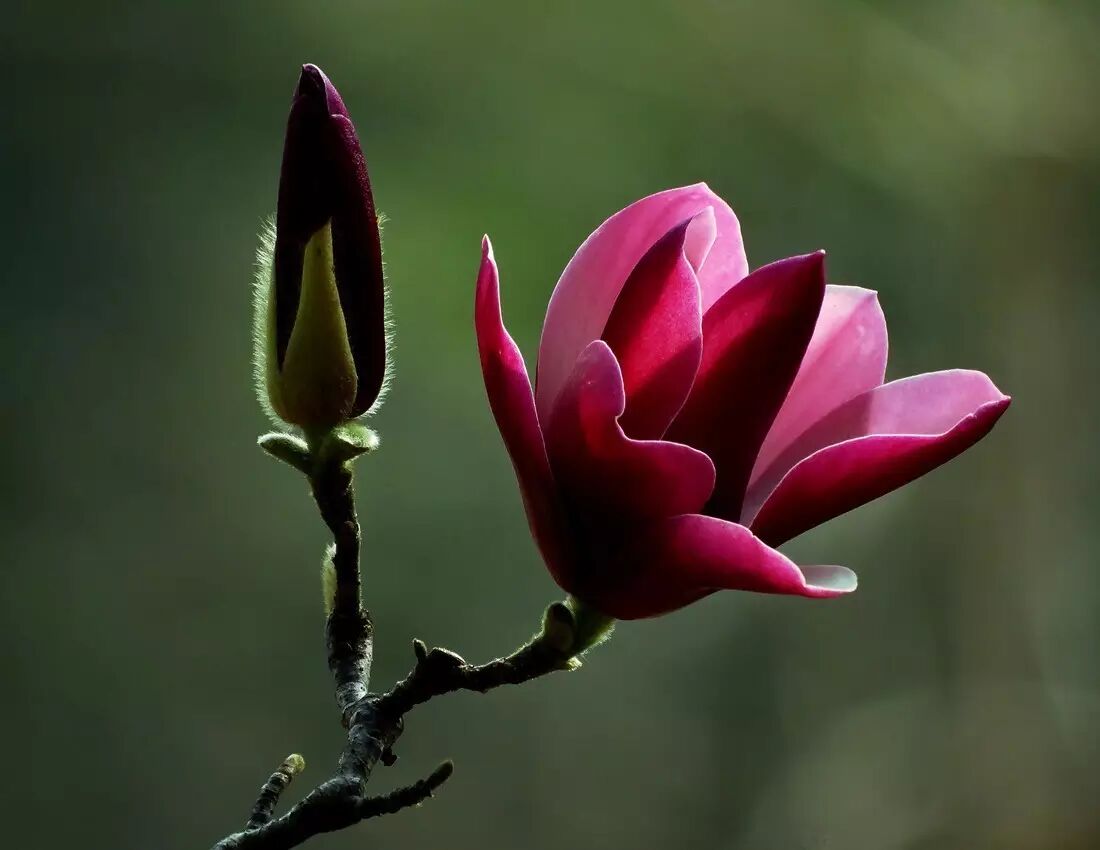 落叶红什么意思_红叶李是常绿还是落叶_落叶红是什么