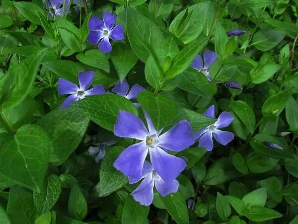 落叶红什么意思_落叶红是什么_红叶李是常绿还是落叶