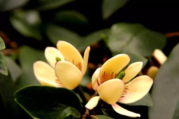 红叶李是常绿还是落叶_落叶红是什么_落叶红什么意思