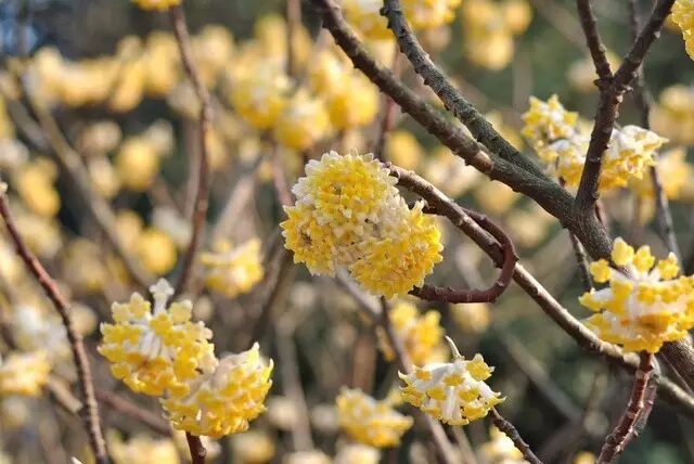 落叶红什么意思_落叶红是什么_红叶李是常绿还是落叶