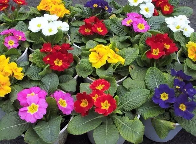 落叶红是什么_落叶红什么意思_红叶李是常绿还是落叶