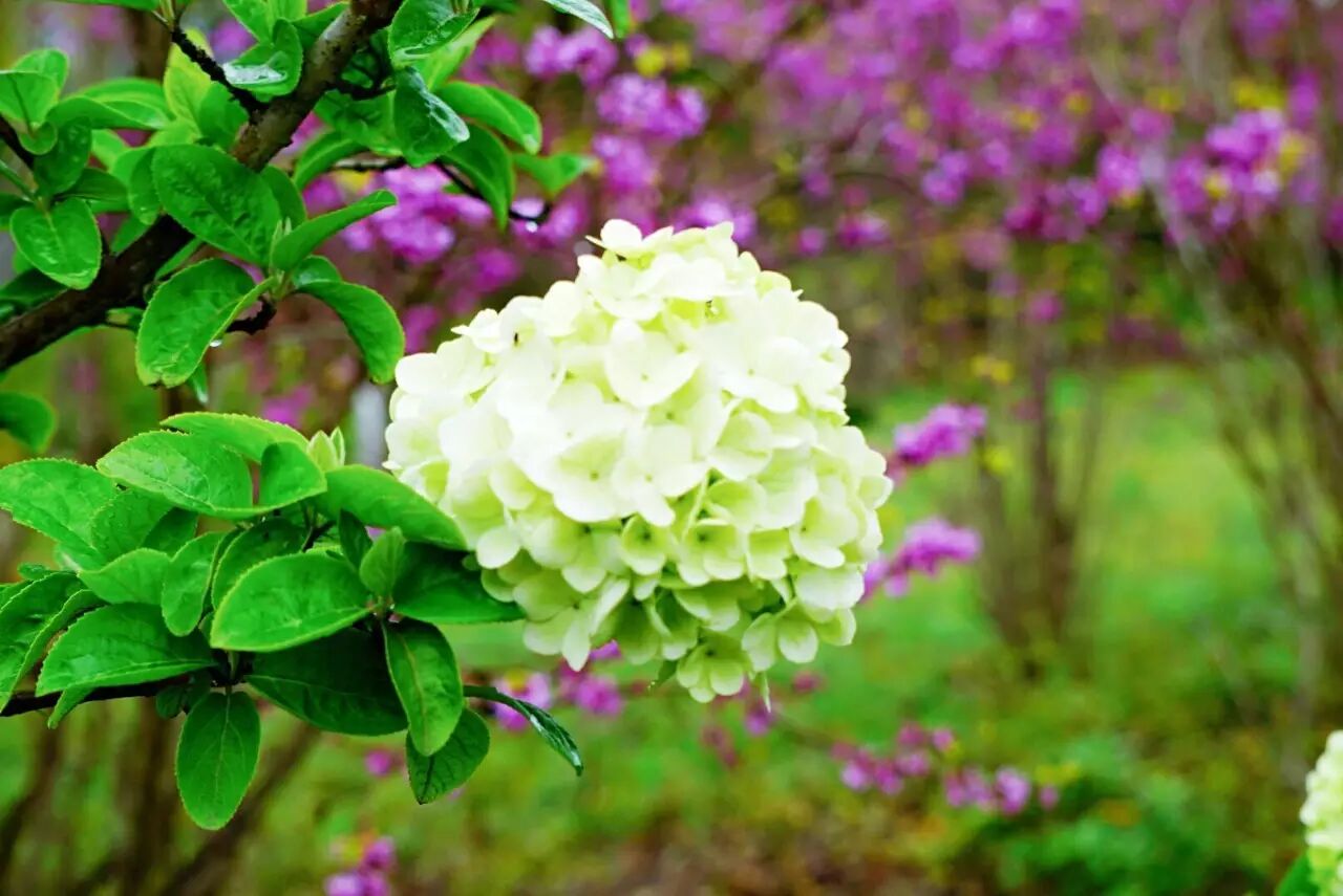 红叶李是常绿还是落叶_落叶红是什么_落叶红什么意思