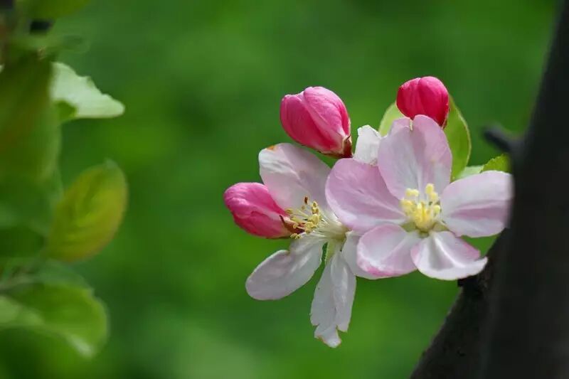 落叶红什么意思_落叶红是什么_红叶李是常绿还是落叶