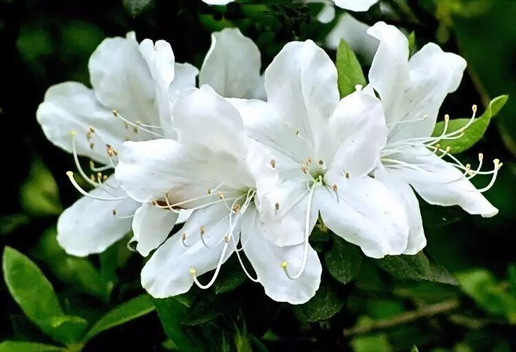 红叶李是常绿还是落叶_落叶红什么意思_落叶红是什么