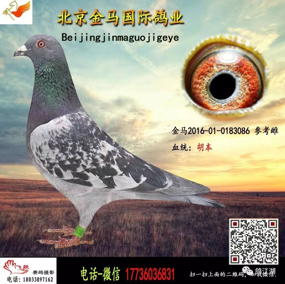 【第一期】北京金马鸽业20羽种鸽出售带血统书,其中好