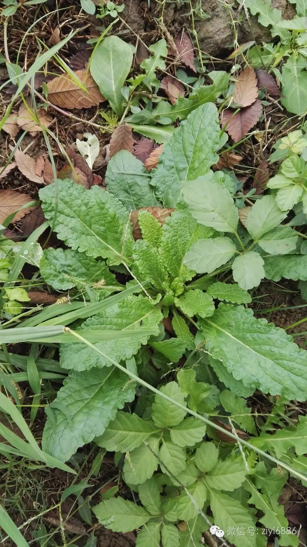 蛤蟆草泡水喝的功效