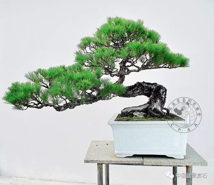 郑永泰实例展示马尾松盆景针控全过程