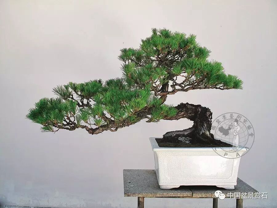 郑永泰实例展示马尾松盆景针控全过程