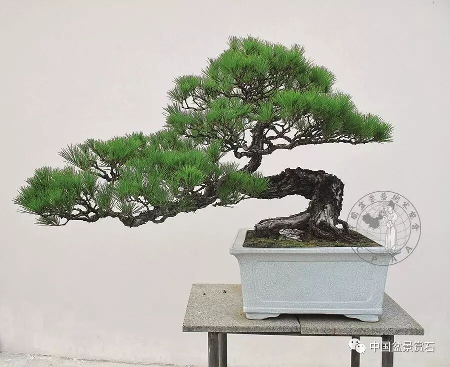 郑永泰实例展示马尾松盆景针控全过程