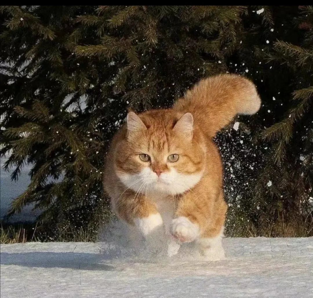 和小猫咪打雪仗有多刺激?一个雪球过来我哭了…