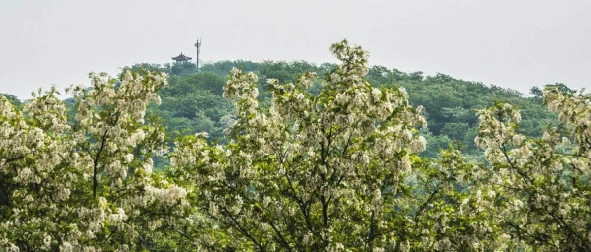 槐抱五月花满南墅 5月11日 第六届南墅大青山槐花节与您邂逅 开 槐 畅游嗨起来 莱西tv旅游 微信公众号文章阅读