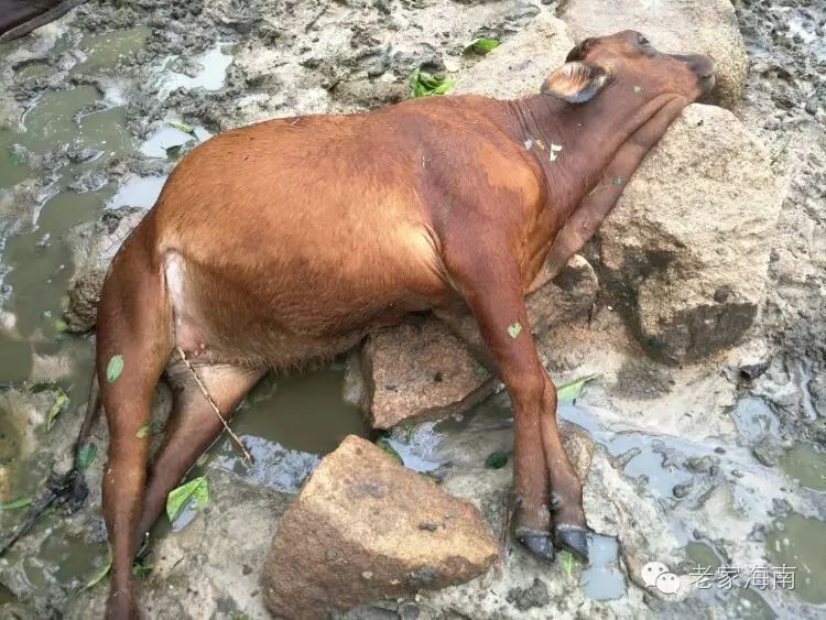 台风登陆:万宁一农户31头牛被电死,损失惨重【图】