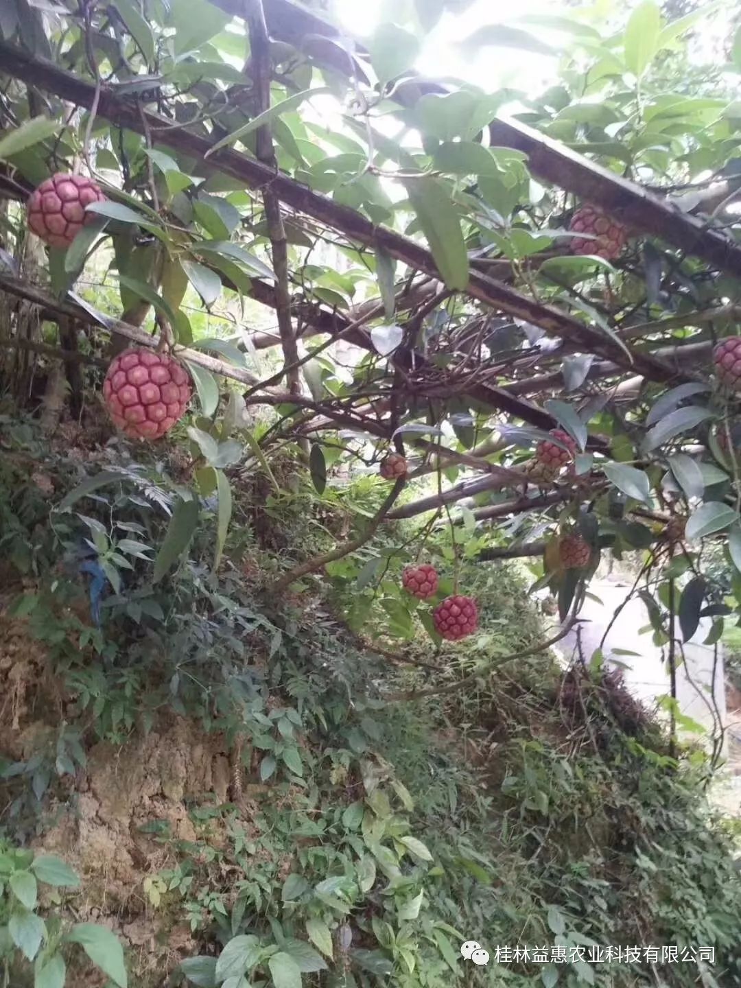 新一代特色养生水果—布福娜(黑老虎)种植技术总结篇