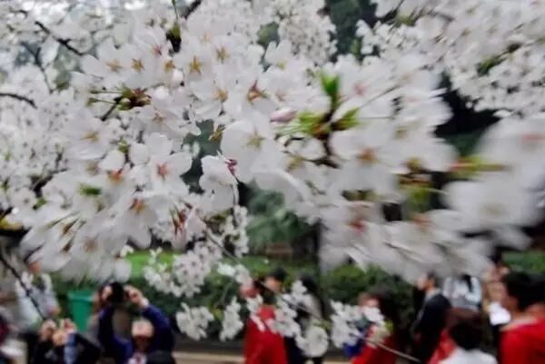 白碧桃_白碧桃花是什么游戏_白碧桃图片