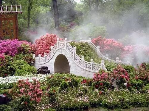 白碧桃图片_白碧桃花是什么游戏_白碧桃