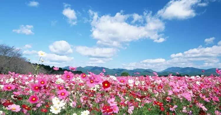 白碧桃花是什么游戏_白碧桃图片_白碧桃