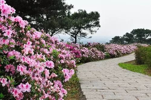 白碧桃花是什么游戏_白碧桃图片_白碧桃