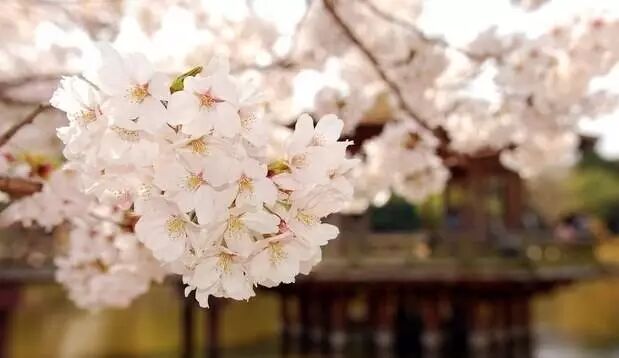 白碧桃花是什么游戏_白碧桃图片_白碧桃