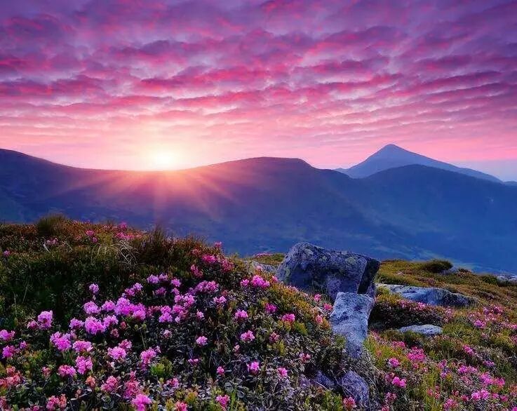 白碧桃_白碧桃花是什么游戏_白碧桃图片