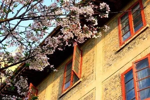 白碧桃花是什么游戏_白碧桃_白碧桃图片