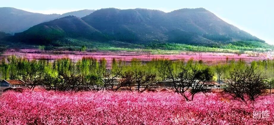 白碧桃_白碧桃图片_白碧桃花是什么游戏