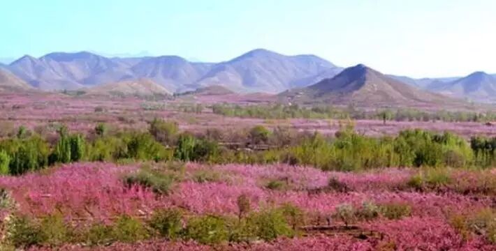 白碧桃_白碧桃花是什么游戏_白碧桃图片