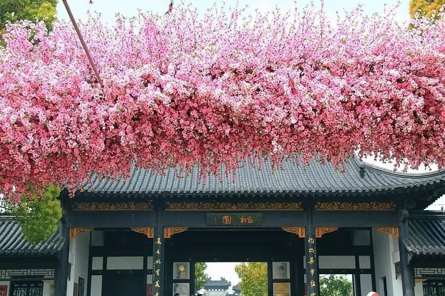 白碧桃花是什么游戏_白碧桃图片_白碧桃