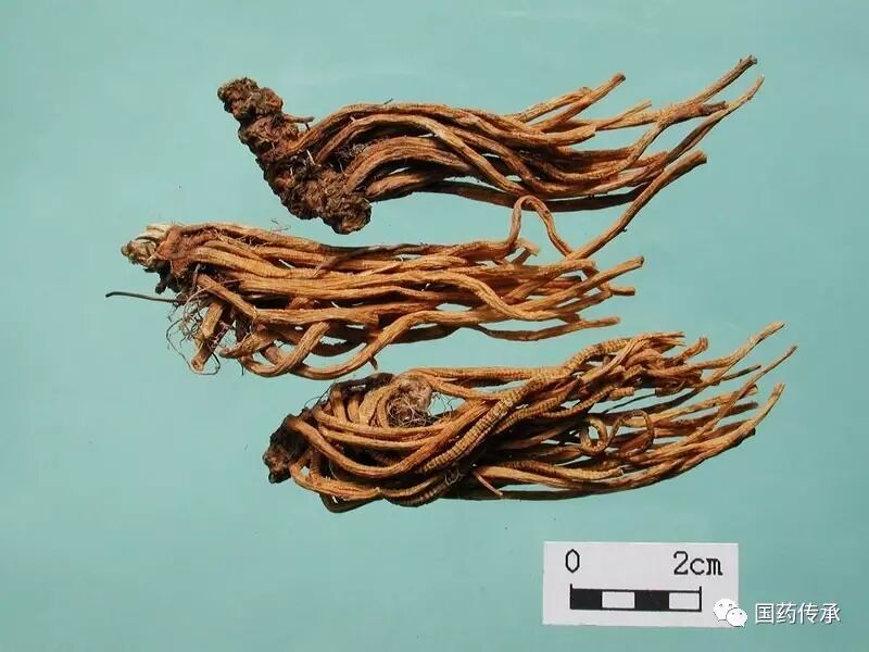 龙胆(滇龙胆,三花龙胆,条叶龙胆)图文