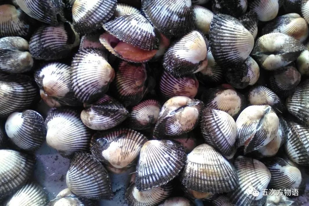 乐山贝类批发价联盟,青岛最常见的十大双壳类海鲜