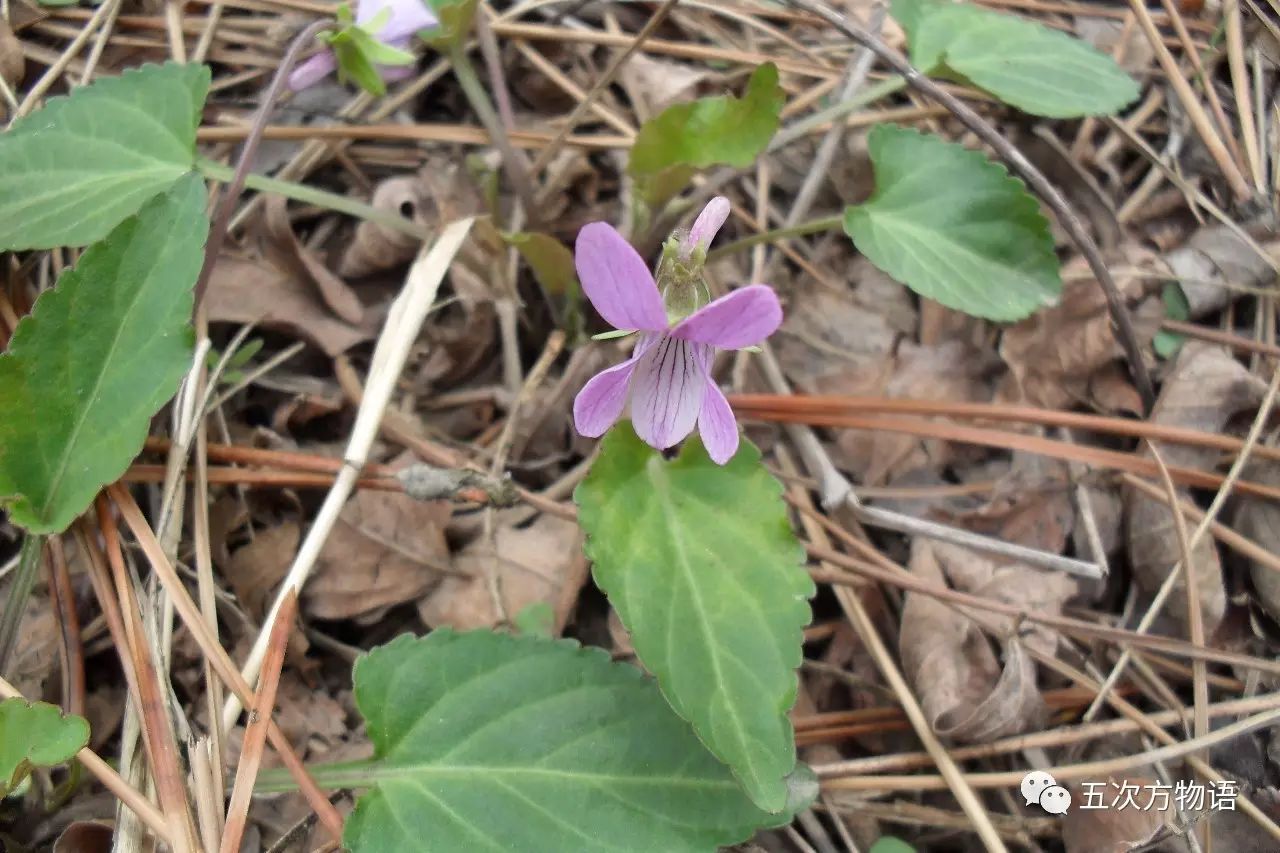 茜堇菜,学名 viola phalacrocarpa maxim.,又名白果堇菜,秃果堇菜.