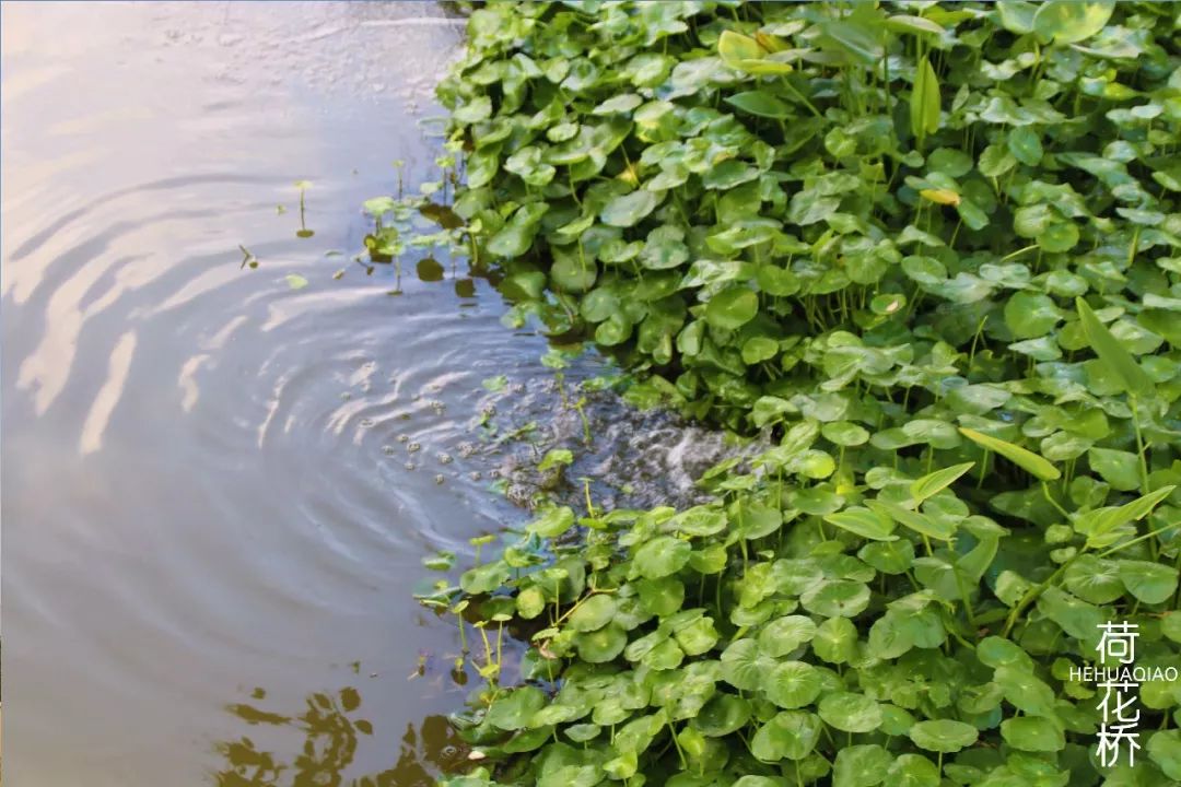 成片的水生植物净化水质