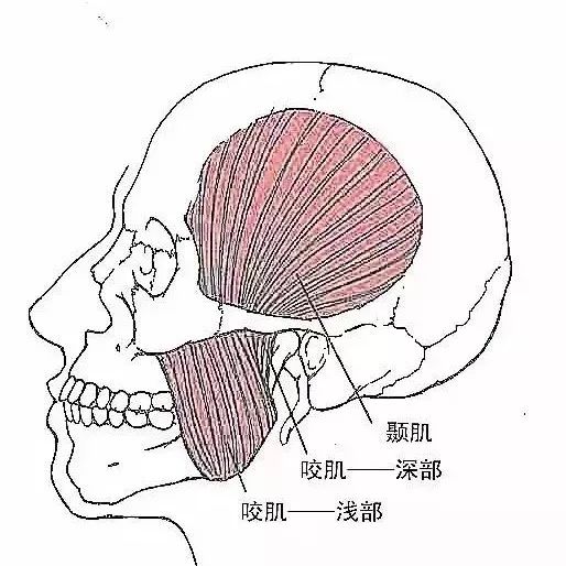 常见病位软组织损伤压痛点总结!--医学培训刘小峰