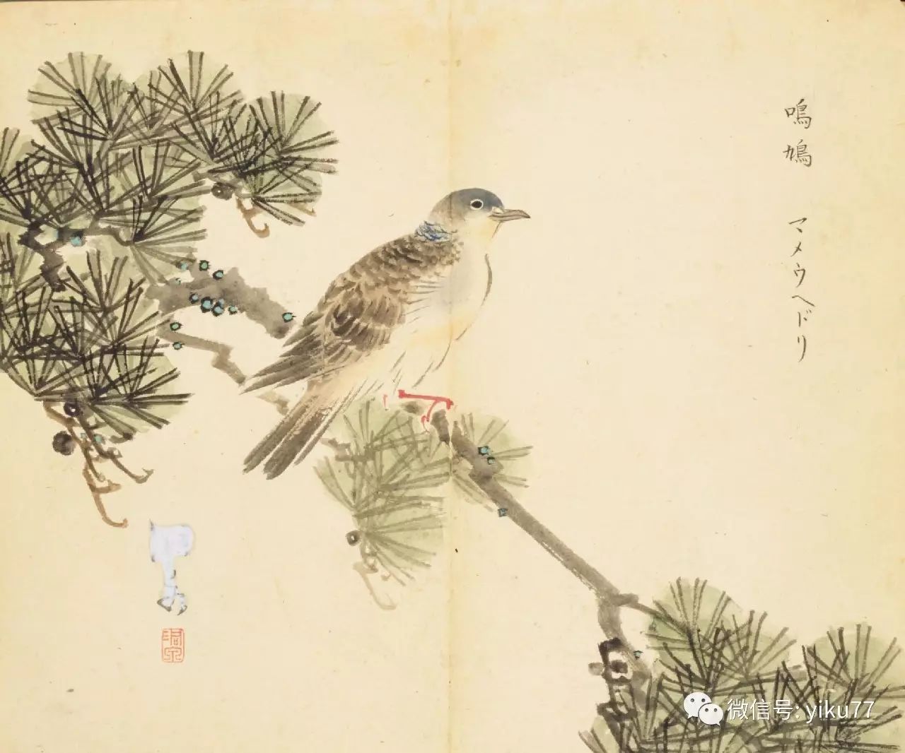 关关雎鸠 | 诗经里的羽禽
