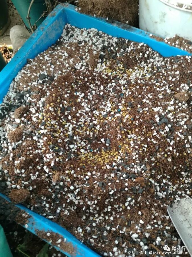 裸根盆栽苗的上盆方法