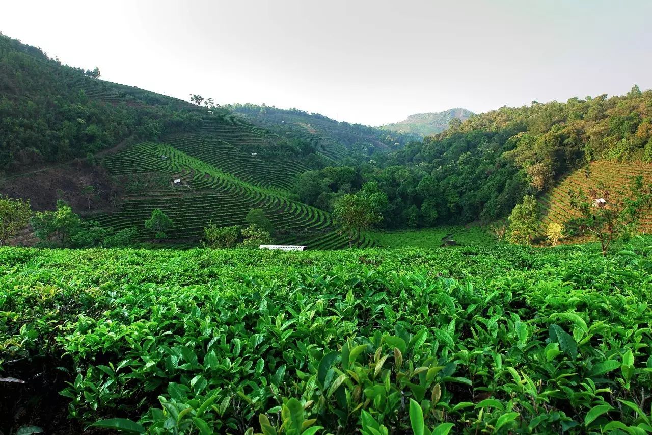 西双版纳的普洱茶茶园