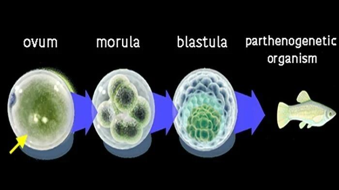 两只母鲨鱼在一起生活10年，忽然生了小鲨鱼？孩子它爹究竟是谁？自然界中的“孤雌生殖”了解一下…（附视频&演讲稿）-2