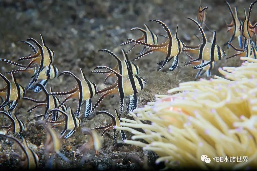 海水箱爱好者梦寐以求的礼物清单,河南水族箱价格交流组